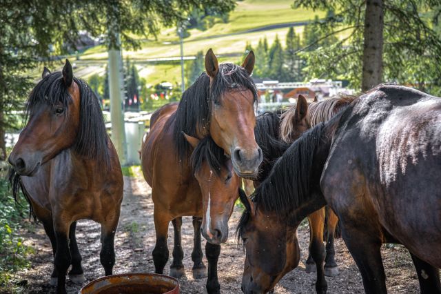 Bild: Estate in Alta Badia