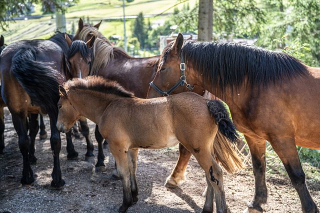 Bild: Estate in Alta Badia