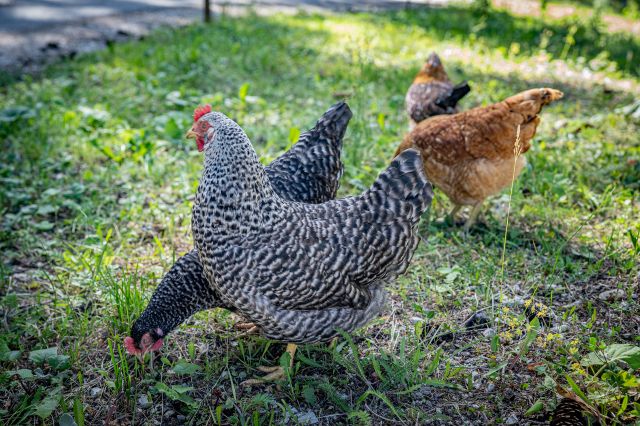 Bild: Estate in Alta Badia